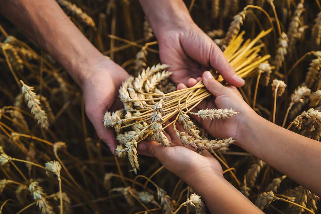 La “Semina del grano”